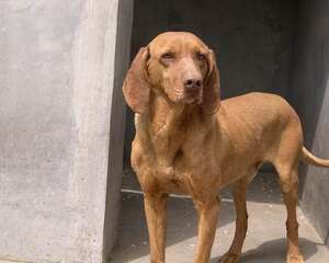 寻血猎犬的护理知识