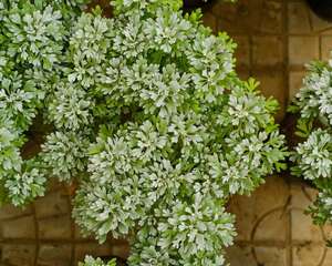 芙蓉菊的养殖方法及注意事项