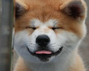 狗狗缺锌的影响有哪些