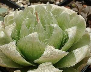 洋葱卷 Haworthia lockwoodii