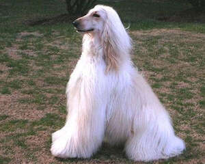 怎么给茂盛毛发的阿富汗猎犬梳毛