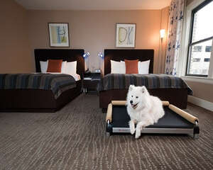 如何阻止狗狗往床上爬