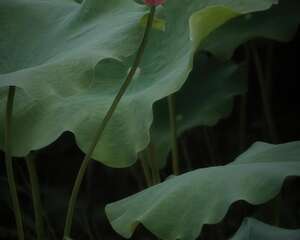 莲花怎么养