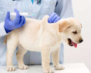 犬常用注射方法