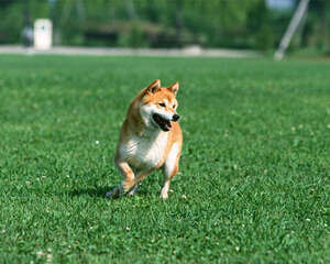 狗狗磨牙是怎么回事