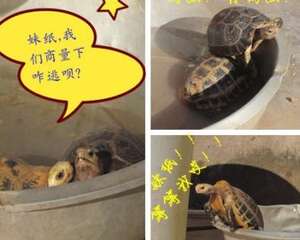 陆龟放养方式每日饲养流程以及日常健康管理(缅甸陆龟为例)