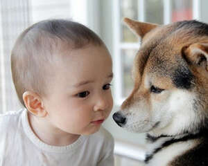狗狗不喜欢孩子怎么办