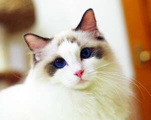 如何鉴别布偶猫,布偶猫和其他猫种的区别