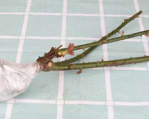 薄荷上盆的时候要选择深盆还是浅盆