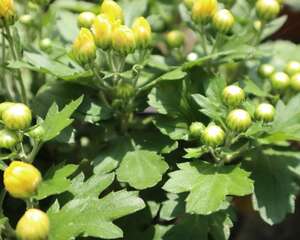菊花和枸杞能一起泡吗