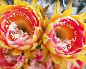 仙人球切一半，插上蟹爪兰，很快就开花！