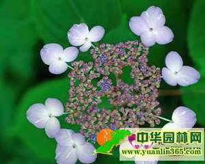 绣球花的花语和象征代表意义