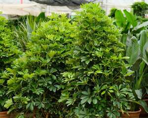 这种“鸭掌木”，养花新手也能养，一年能长1米高！