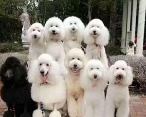 巨型贵宾犬多少钱？巨型贵宾犬价格