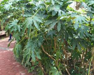 八角金盘开花吗