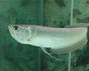 水族箱中下盐的误区