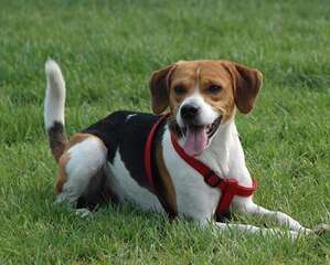 英国猎狐犬怎么样？英国猎狐犬介绍