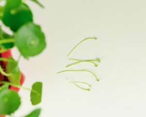 铜钱草如何分盆，铜钱草什么季节分盆好
