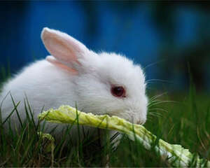 对兔子有益的四类食物