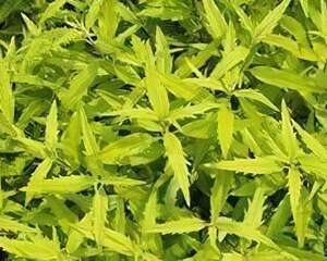 节水耐旱植物金叶莸的养护措施