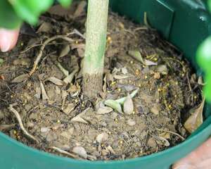 怎么让米兰开花不断，长花苞时能喷水吗