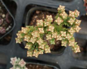 小米星怎么爆盆