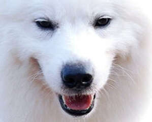 狗狗的记忆方式介绍