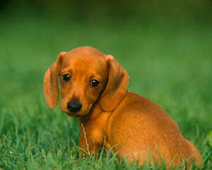 要不要经常帮狗狗换食碗