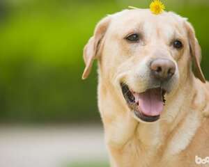 狗狗夏季咬人最常见的四个原因