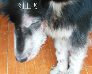 一例犬蠕形螨的病例分析
