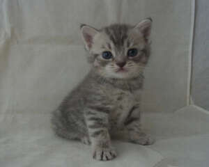 猫咪正确的洗澡方法