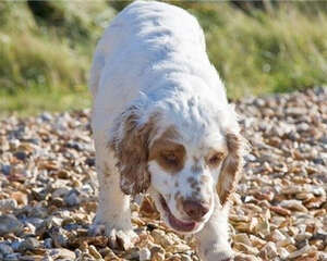 克伦伯猎鹬犬的性格特点