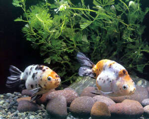 各种由营养不良引发鱼类疾病