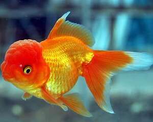 金鱼饲料的种类有哪些