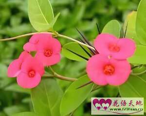 虎刺梅的花语：坚贞、忠诚、勇猛、给人安全感