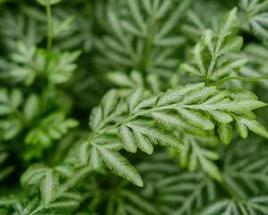 凤尾蕨的繁殖方法