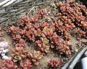 垃圾桶捡个篮子，垫点土种多肉，给多少钱也不卖！