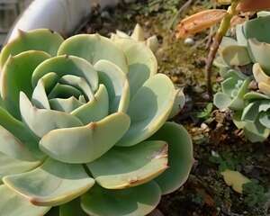 玉蝶（Echeveriasecundavar.glauca）多肉的养殖经验分享