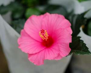 扶桑花怎么扦插（扦插方法图解）