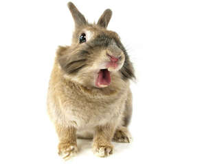 炎热夏天怎样避免兔兔中暑