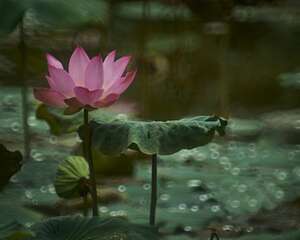 莲花为什么烂叶，烂叶怎么办