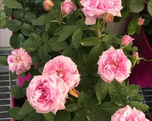 月季盆里撒点它，月月花开爆，根本停不下来！