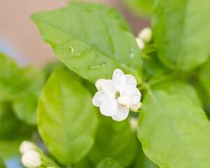 怎样在冬季养活茉莉花