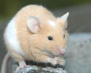 鼠鼠易患的特殊皮肤病