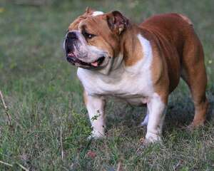 给斗牛犬剪指甲的步骤