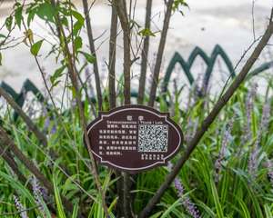 郁李的花语