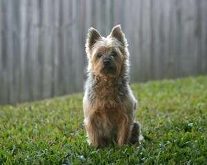 怎么训练狗狗玩球球？简单几步就训练成功！