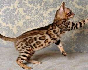 如何训练孟加拉豹猫，谈一谈你的看法呢？