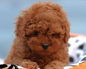 如何防止狗狗在车轮胎上尿尿