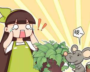 家里养的宝贝花，老鼠最爱偷吃，一夜啃个精光！